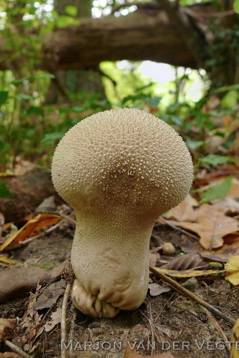 Plooivoetstuifzwam - Calvatia exipuliformis